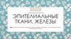 Эпителиальные ткани. Железы. Лабораторная работа 3