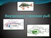 Внутреннее строение рыб