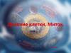 Деление клетки. Митоз. 9 класс