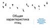 Общая характеристика птиц