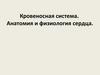 Кровеносная система. Анатомия и физиология сердца