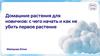 Домашние растения для новичков: с чего начать и как не убить первое растение