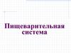 Пищеварительная система. Общий вид пищеварительной системы