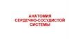 Анатомия сердечно-сосудистой системы