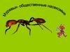 Муравьи - общественные насекомые
