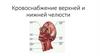 Кровоснабжение верхней и нижней челюсти