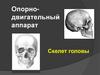Скелет головы