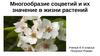 Презентация на тему многообразие соцветий и их значение в жизни в растений