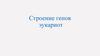 Строение генов эукариот
