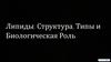 Липиды: структура, типы и биологическая роль