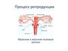 Процесс репродукции. Мужские и женские половые органы