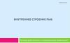 8 класс. Урок 33. Внутреннее строение рыб