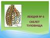 Скелет туловища