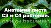 Анатомия листа С3 и С4 растений