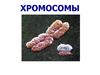 Хромосомы