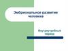 Эмбриональное развитие человека. Внутриутробный период
