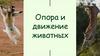 Опора и движение животных