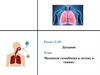 Механизм газообмена в легких и тканях