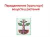 Передвижение (транспорт) веществ у растений