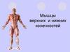 Мышцы верхних и нижних конечностей