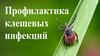 Клещевые инфекции и их основные виды