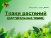 Ткани растений  (6 класс)