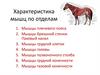 Характеристика мышц по отделам