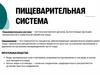 Пищеварительная система