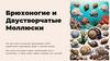 Брюхоногие и двустворчатые моллюски