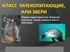 Класс Млекопитающие, или Звери