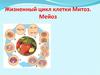 Жизненный цикл клетки Митоз. Мейоз
