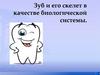 Зуб и его скелет в качестве биологической системы