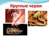 Круглые черви