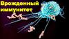 Врожденный иммунитет