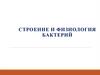 Строение и физиология бактерий