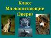 Класс Млекопитающие (Звери)