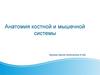 Анатомия костной и мышечной системы