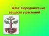 Передвижение веществ у растений