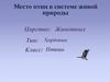 Место птиц в системе живой природы