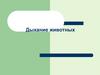 Дыхание животных. Механизм дыхания