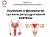 Анатомия и физиология органов репродуктивной системы