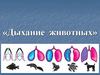 Дыхание животных. Типы дыхания животных