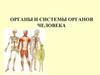 Органы и системы органов человека